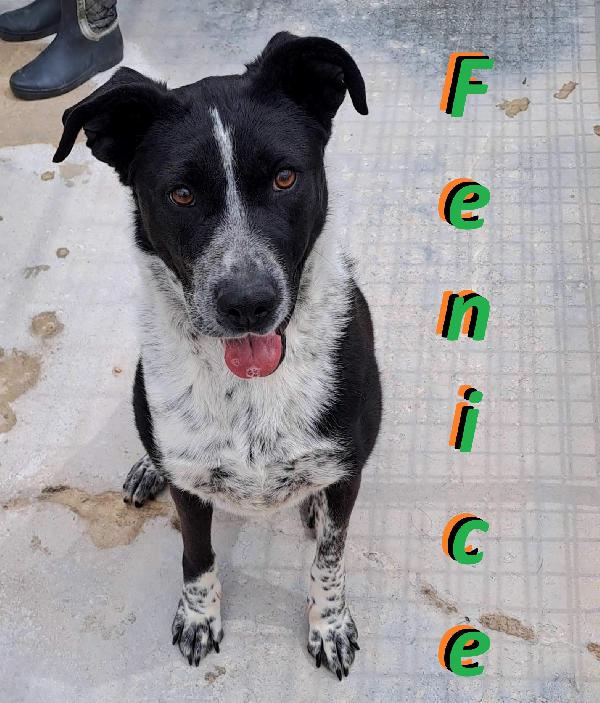 Fenice, Dolcissima Cagnolina